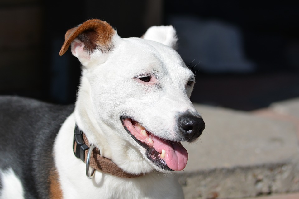 Jack Russell alleen thuis leren blijven