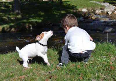 Is een Jack Russell kindvriendelijk