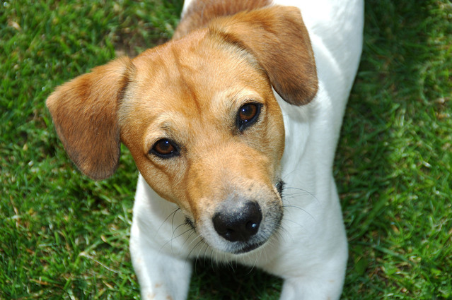 Is een Jack Russell Intelligent