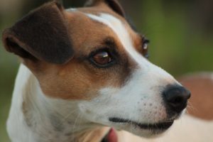 Jack Russel kennel